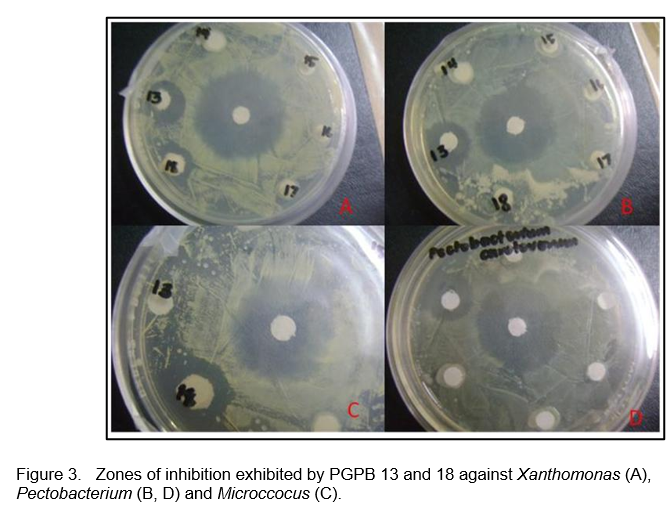Preliminary Studies on the Biocontrol Property of Plant Growth